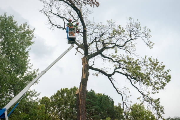 Best Tree Removal Service  in USA